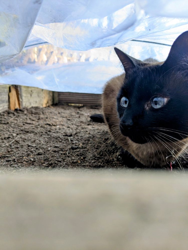 Siam cat sitting in a high beet which has a foil over it.