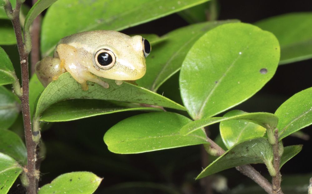 A little frog on some leaves