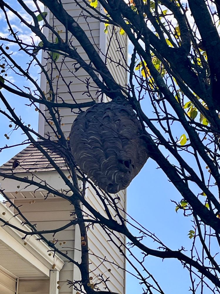 Bald Face Hornet Nest