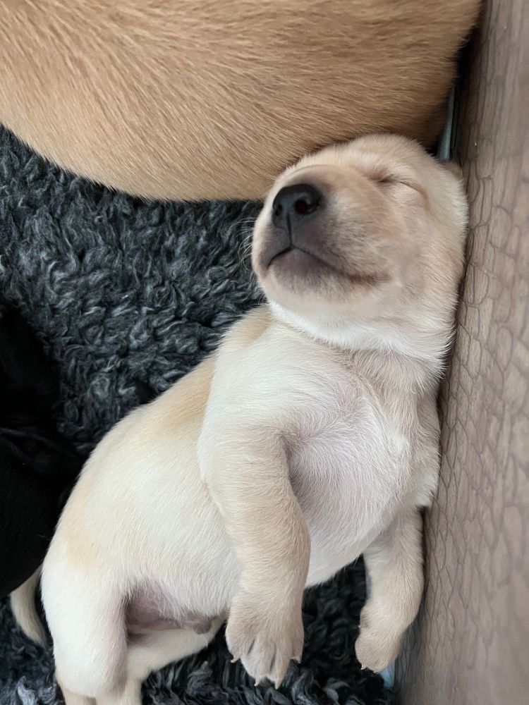 En liten, beige valp av typen jaktlabrador ligger og sover på ryggen med snuta til værs. 