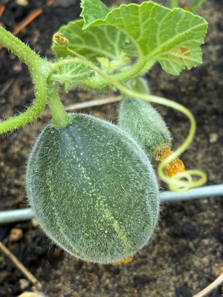 a fuzzy dark green canteloupe growing on the vine in the raised bed is still small enough to hold in the palm of my hand, and a smaller one is growing right behind it, about the size of a large grape.  'Tis enough, 'twill serve!
