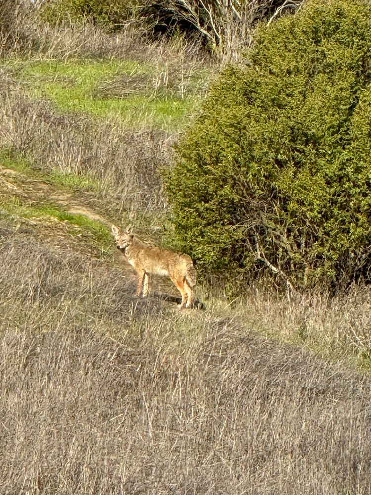 a coyote pauses on its way up a hill.  the scrub is grey but the grass is turning green thanks to last month's rain. 