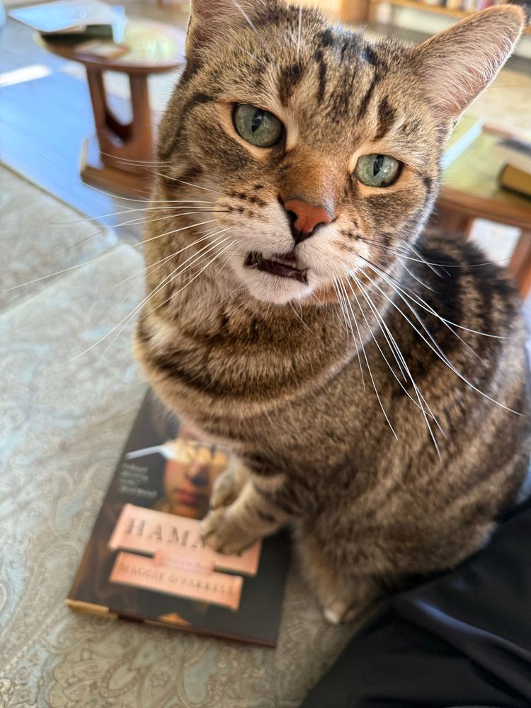 A tabby cat scowls as he sits on a copy of “Hamnet”