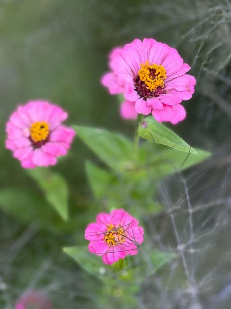 "three little zinnias from school are we, bright and pink as a flower should be, three little zinnias from school"