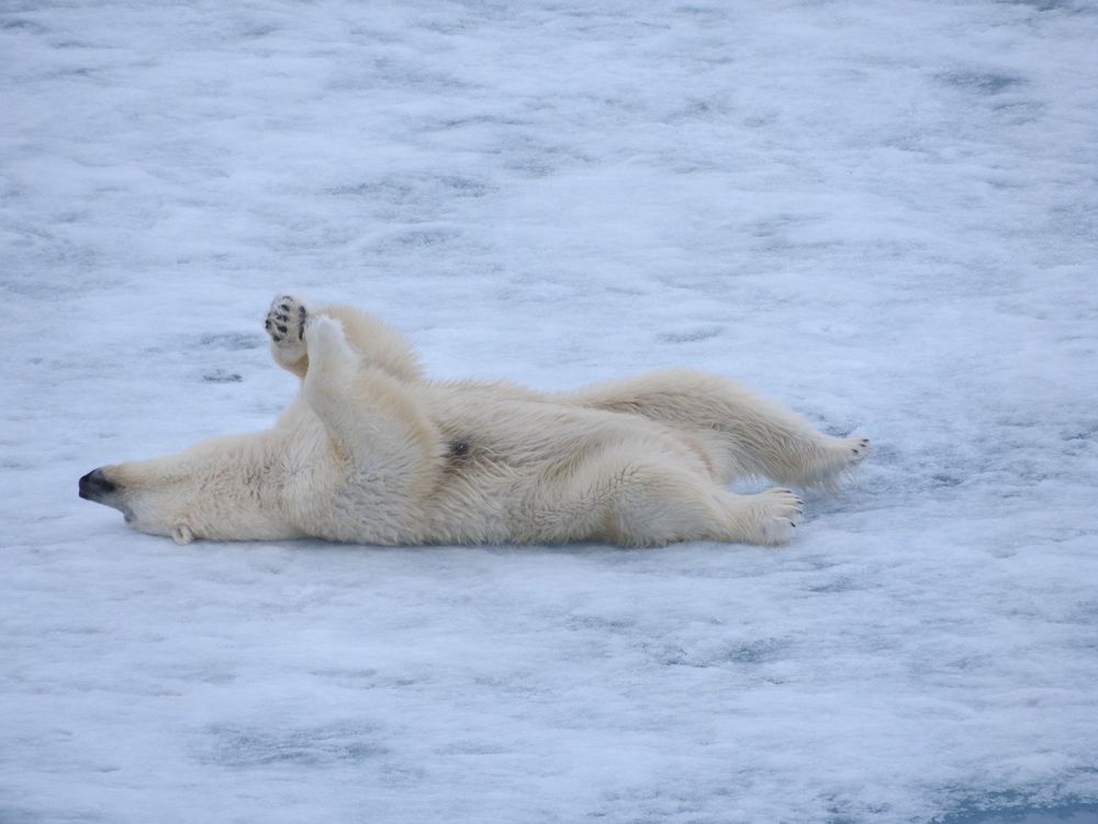 a polar bear on her back, head and neck stretched out, front paws reaching up into the air, back legs splayed out in confident comfort on an ice floe.  Toe beans alert!  Also, claws.