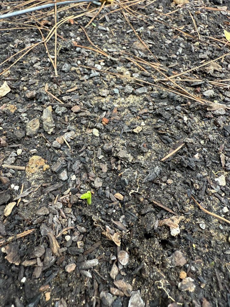 a tiny bit of spring green is pushing its way up & out of the soil.  It looks like a fragile little periscope from a seed submarine.  The soil around it looks busy with all sorts of bits & particles of organic matter, but soon this little guy will be bigger than anything else in the garden bed.