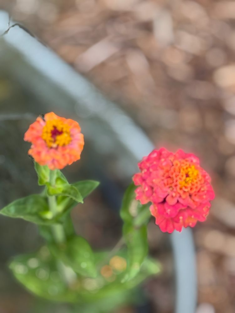 two zinnia tower over the raised bed in blazes of orange and blush, with orange centers that beckon to the pollinators, "come one, come all!"