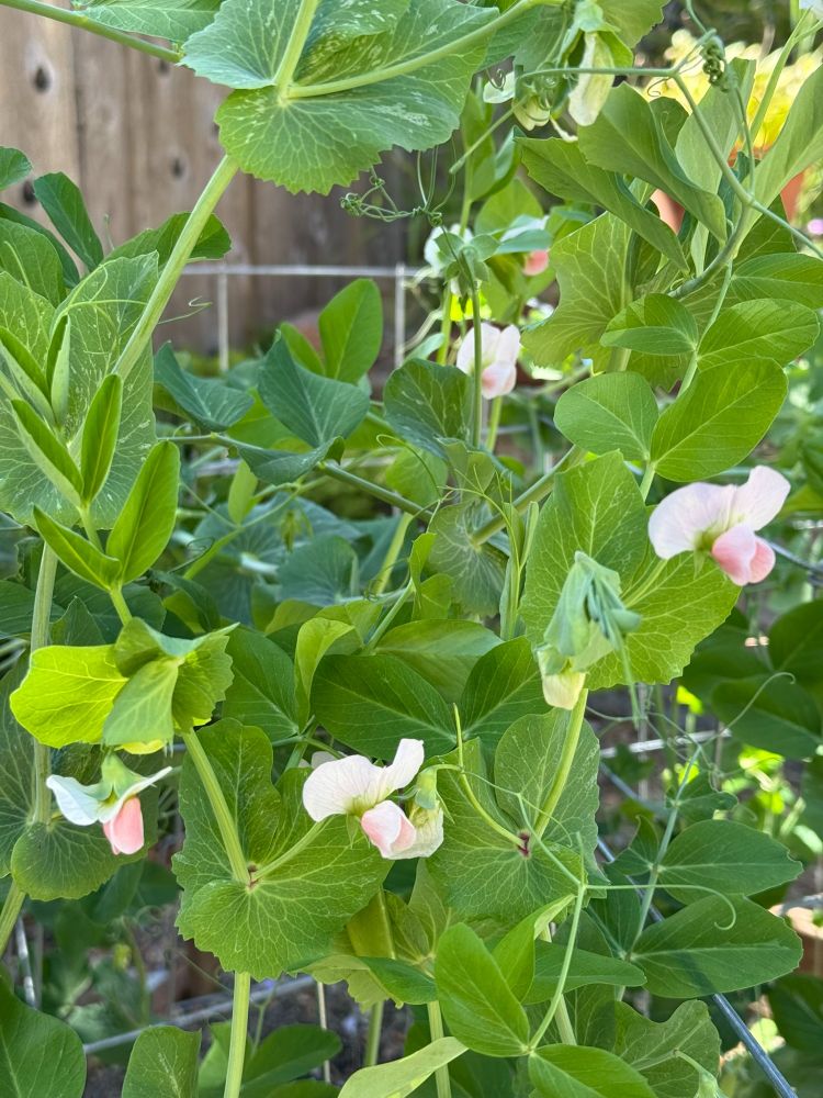 pale pink snap pea blossoms and green leaves & vines are the promise of lovely home-garden crudite!