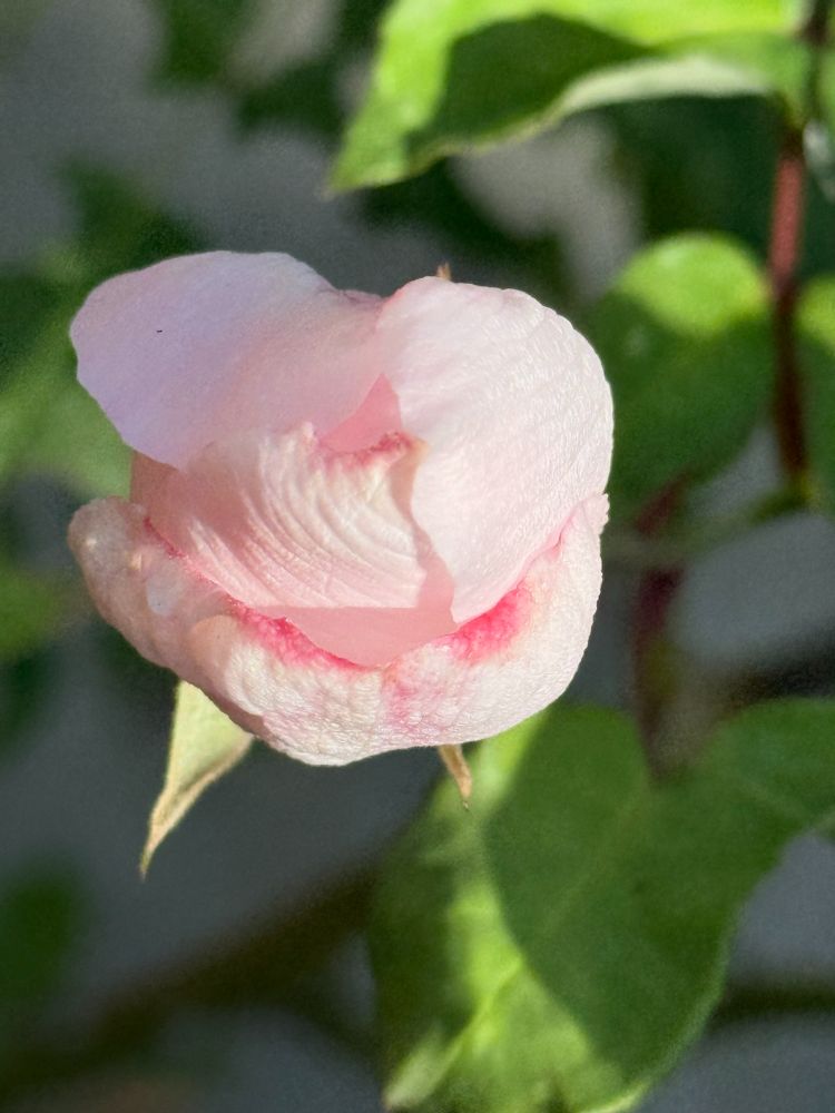 even lighter pink, a young rose bud promises acres of petals curled up inside