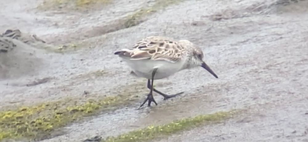 Western Sandpiper. Calidris mauri. 31 May 2025. Maidens, Ayrshire.

Note the palmations between the birds toes!