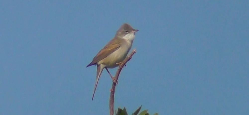 Common Whitethroat. Curruca communis. 10 May 2025. Harbour Meadows, Belfast.