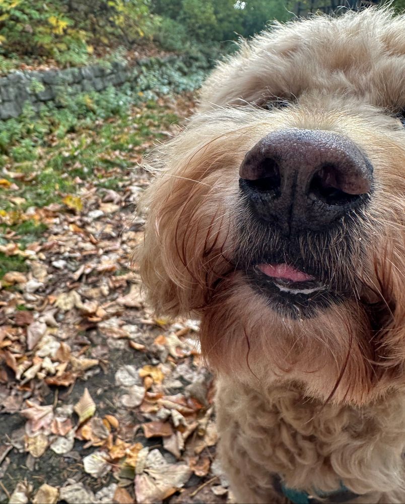 Fluffy dog doing a blep. Lots of leaves in the background. 