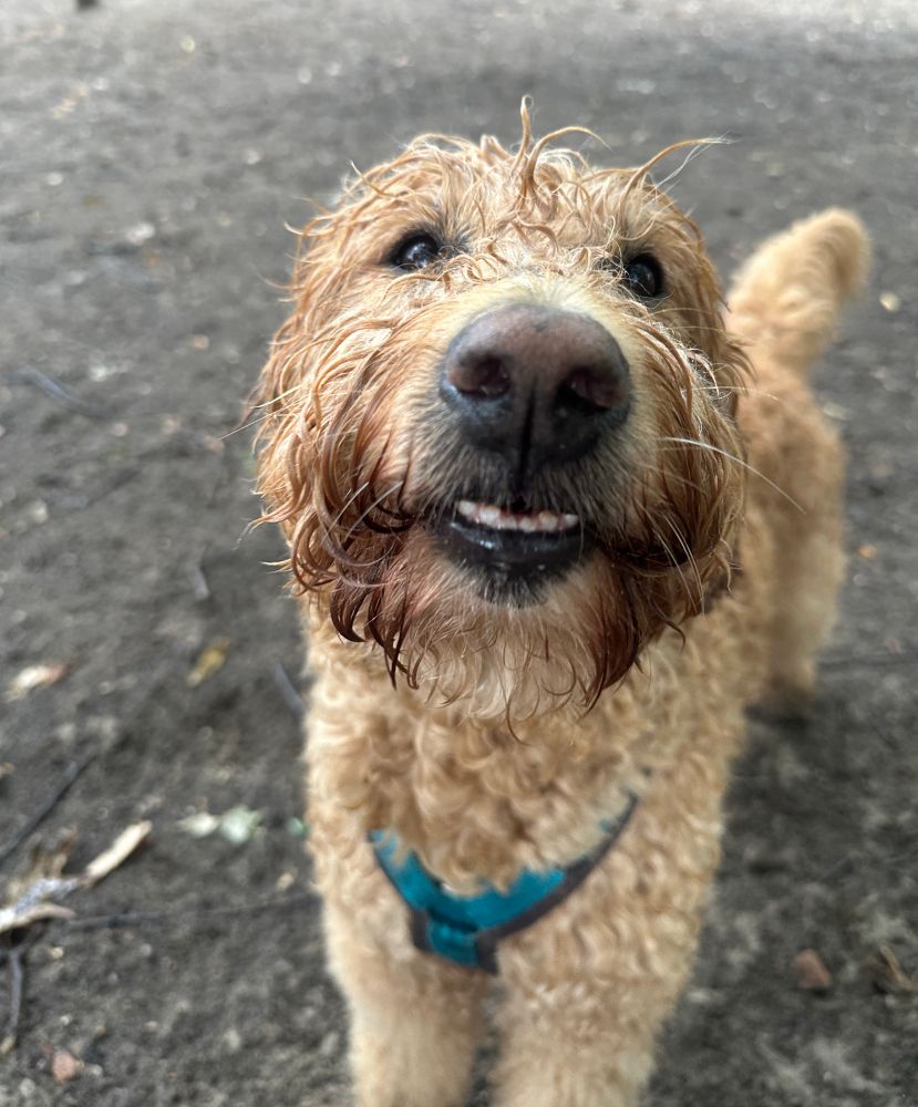 Wet, formerly fluffy dog shows her lower teeth after a big play session 