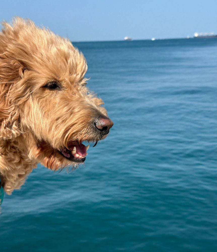 Fluffy dog looking out onto the sea 