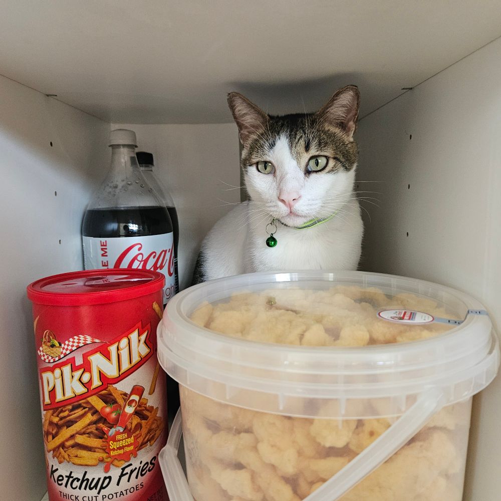 A cat sitting inside the snack shelf, unable to guarantee the safety of the breakables if his demands are not met