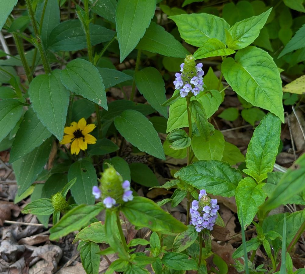 Three spikes of self-heal flowers, small and lavender. A very early brown eyed susan flower peeks out from the shadow of a neighboring BES's leaves to the left.