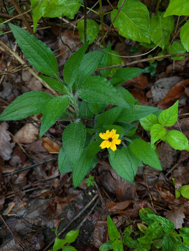 A brown eyed susan/Rudbeckia triloba flower, yellow rays and brown disc, blooming out of season (2-3 months before normal). It's very near to the ground and lacks the tidy symmetry one might expect.