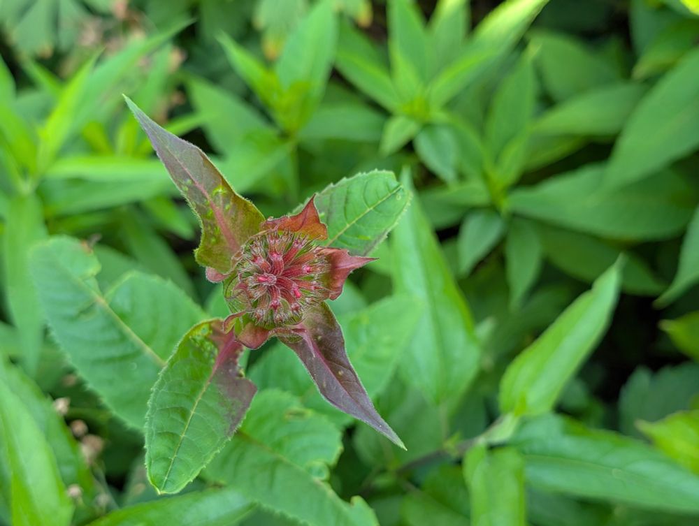 A Monarda didyma flower seen from above. The flower and uppermost leaves are both deep red, which makes an odd impression, almost as though the plant is always a bit ill when flowering.