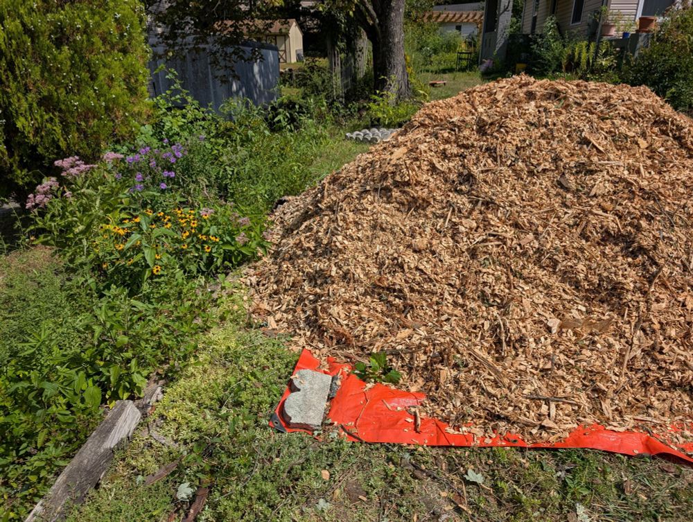 A real big pile of wood chips next to a garden with Joe Pye, brown eyed susans, and New England asters.