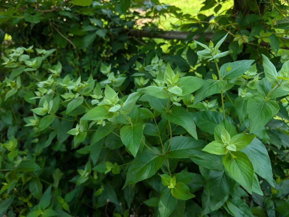 An expanse of Pycnanthemum muticum starting to flower, it's uppermost leaves becoming frosty and pale.