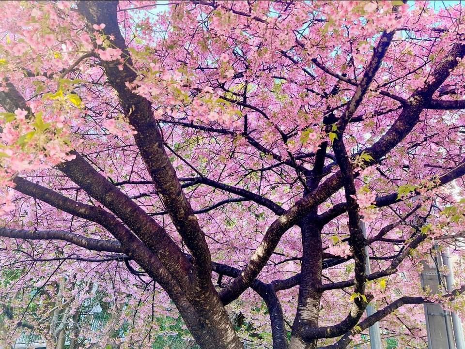 一条戻橋の河津桜