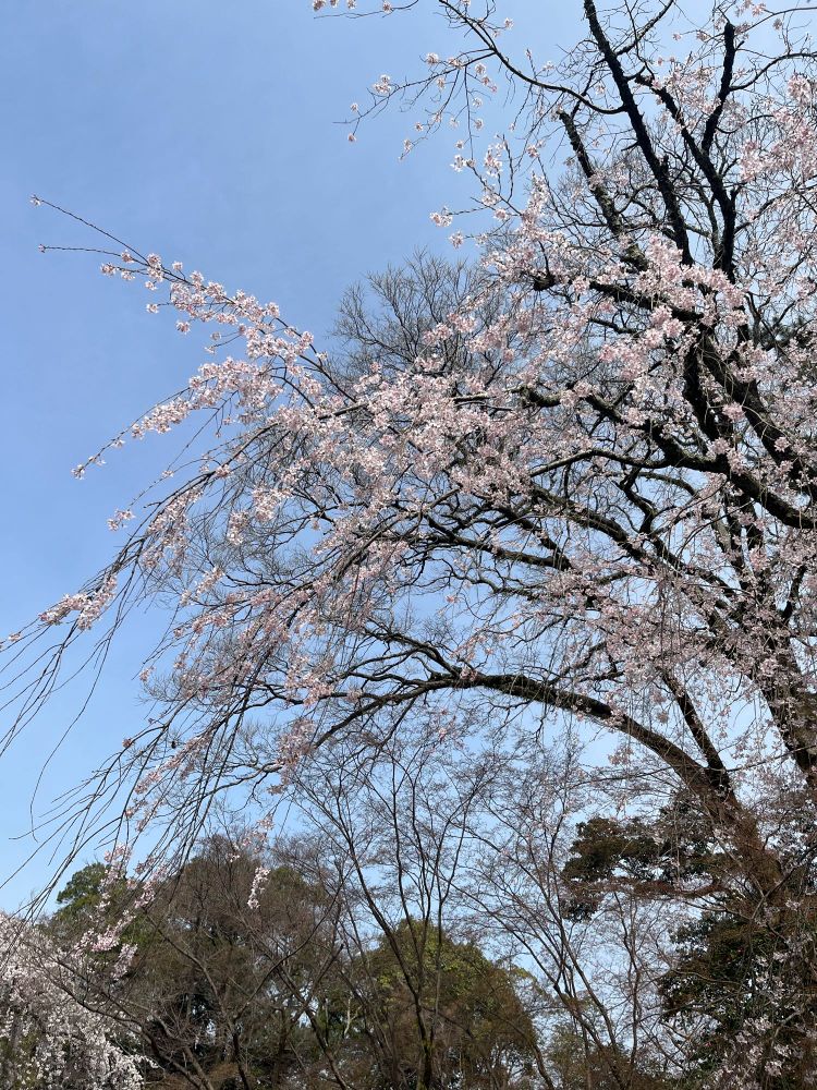 京都御苑、近衛邸の桜