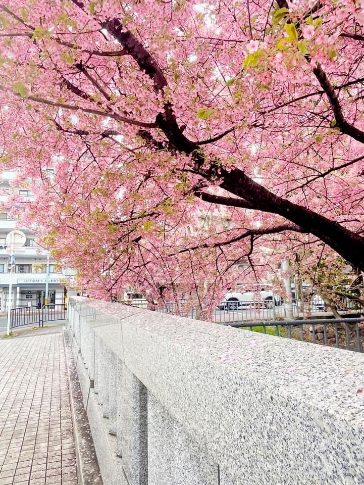 一条戻橋の河津桜