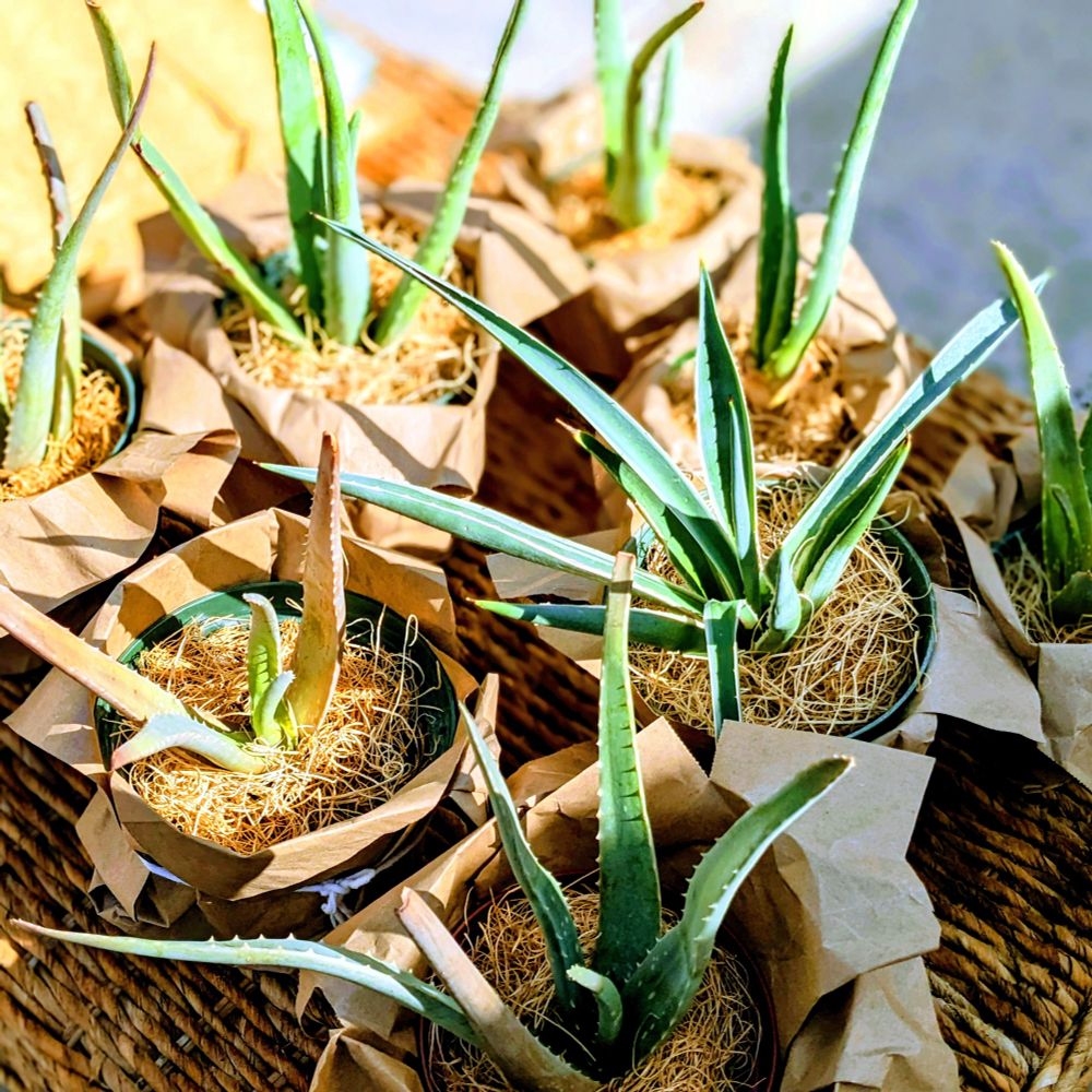 Aloe vera in pots