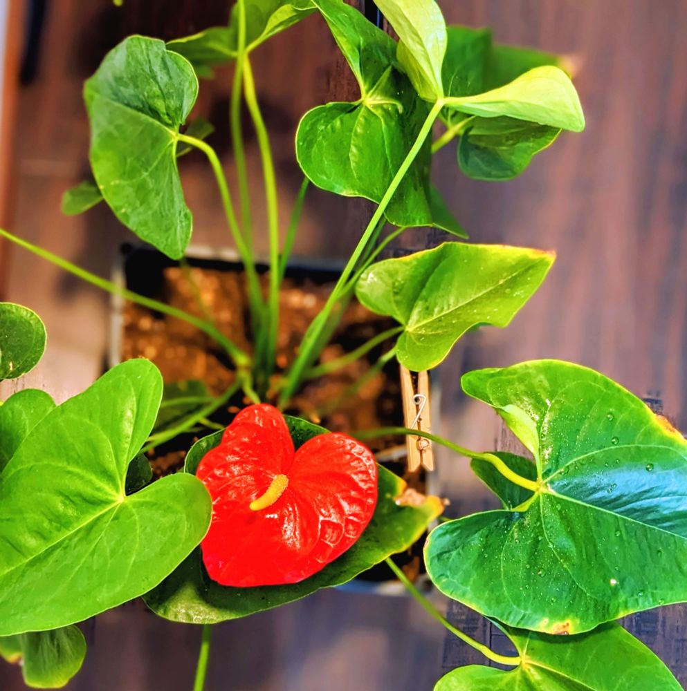 Flowering anthurium plant 