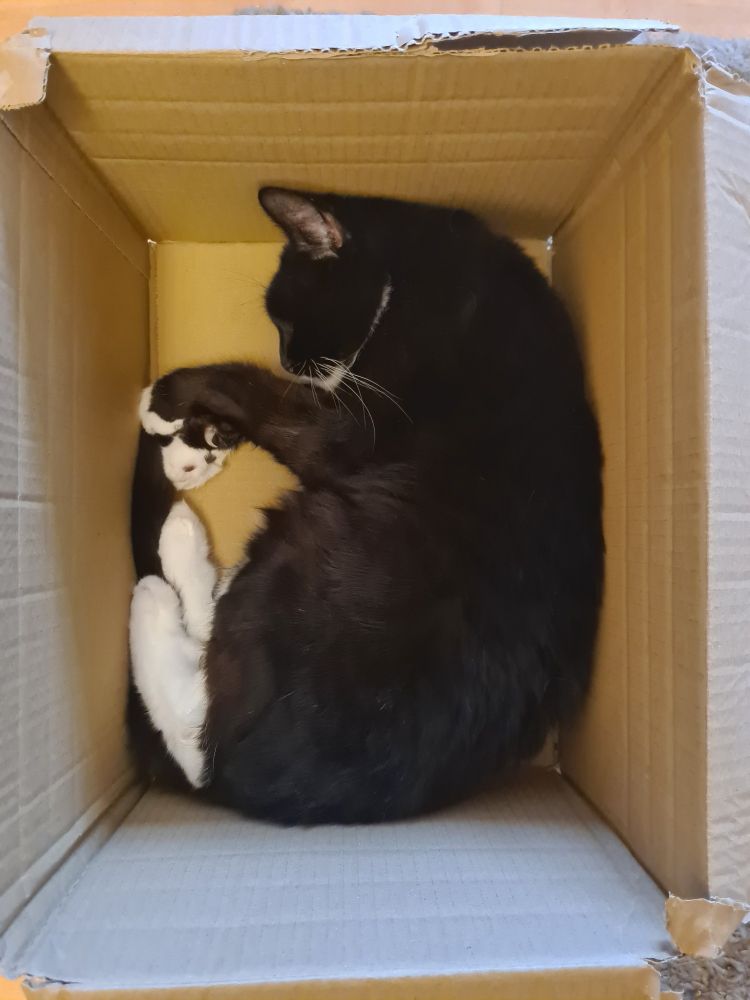A black and white cat half-curled inside a box, seen from above.