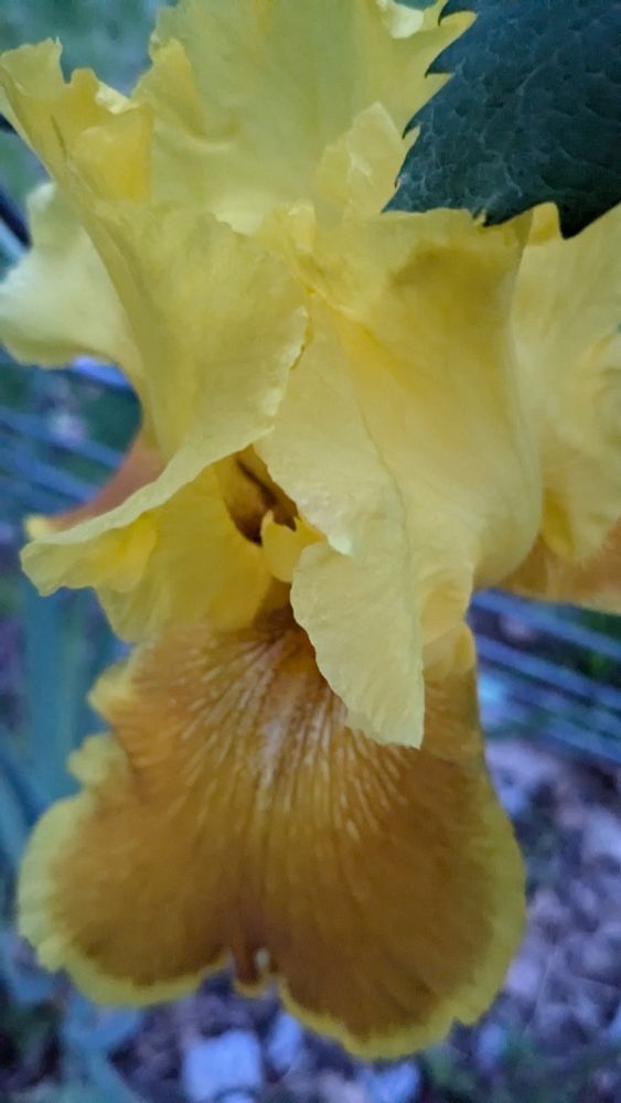 Yellow iris