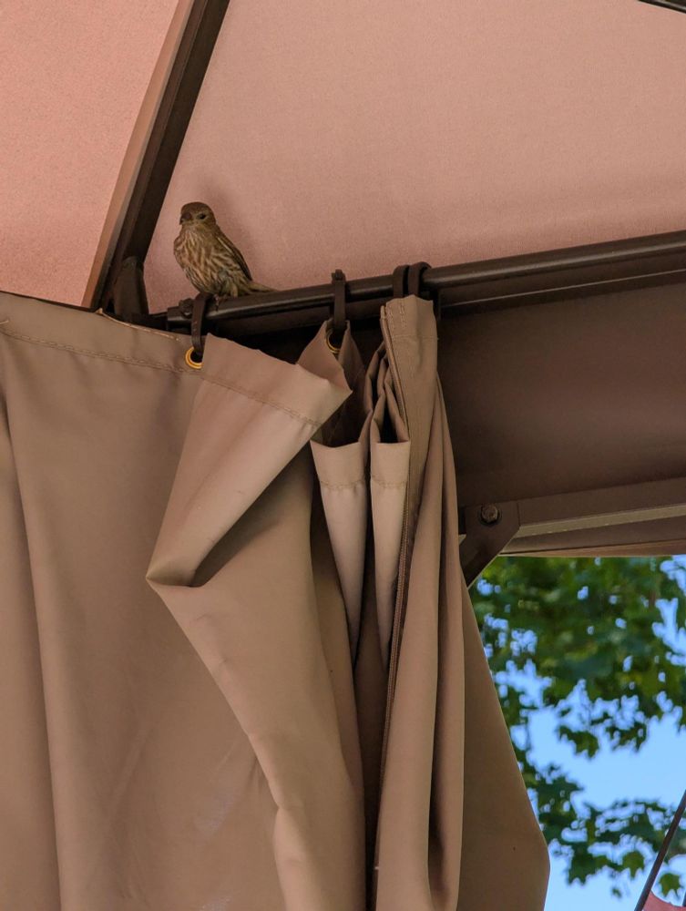 Female red headed house finch watching the invading humans.