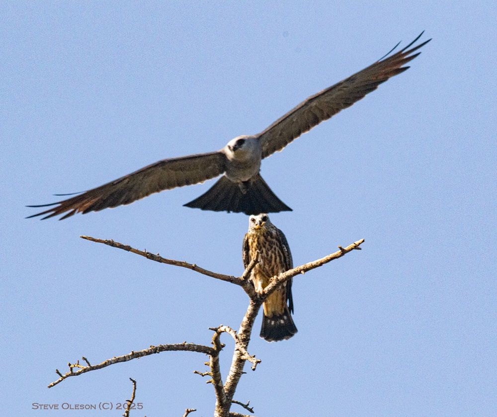 Mississippi Kate flies off after feeding his kid, leaving the youngster with a bug in his mouth.
