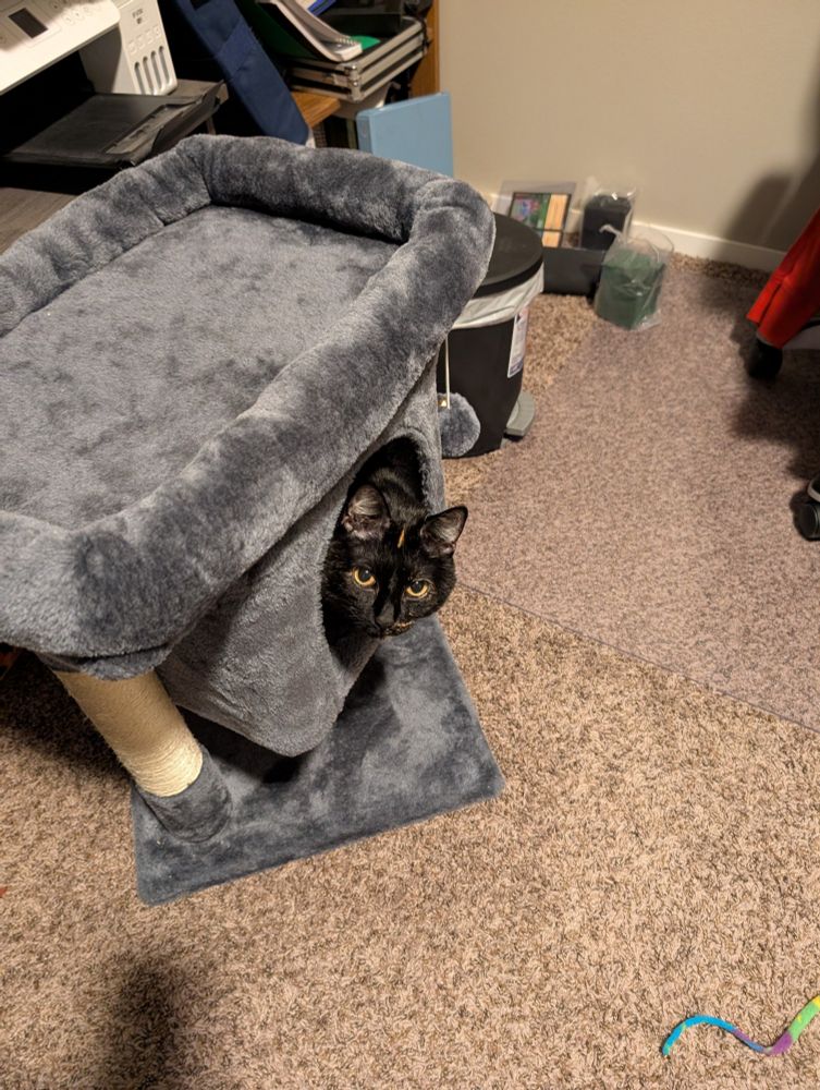 A tortie cat peaking out of a cat tree hide away 