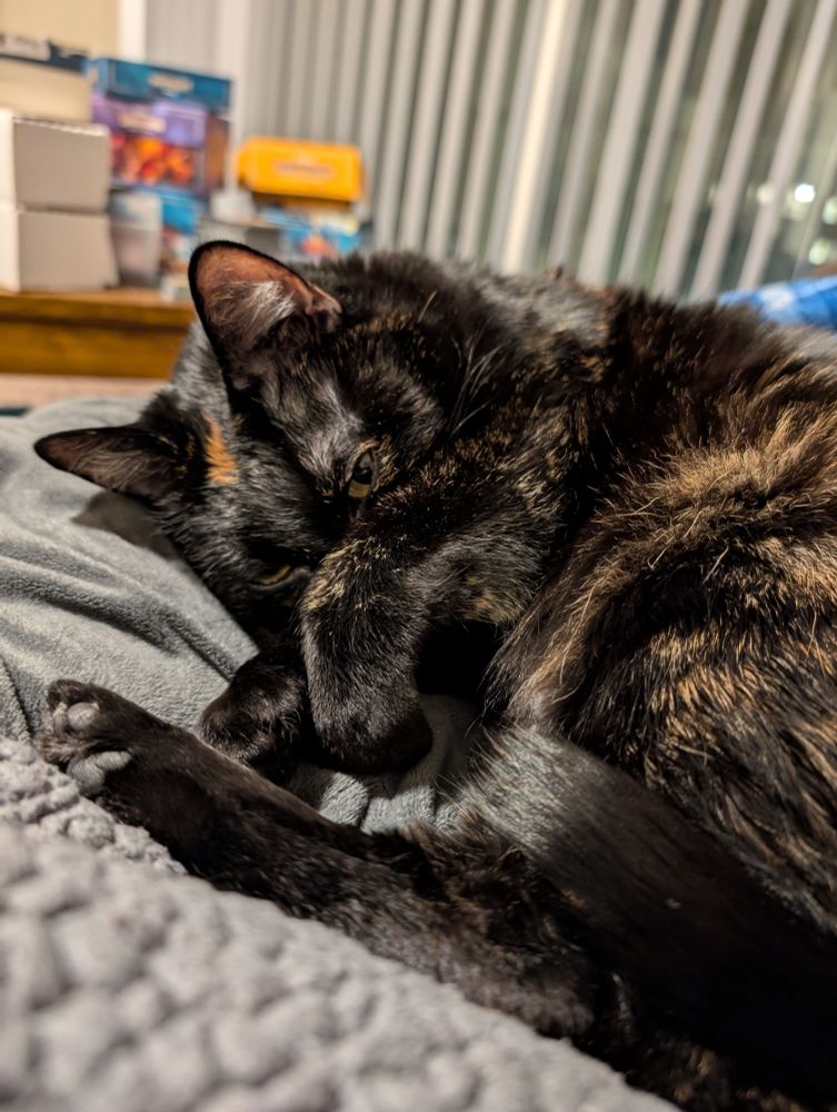 A torti cat curled up on the couch. It's eyes are slightly open and looking directly at the camera. It's paw is over it's face as if to ward off photography 