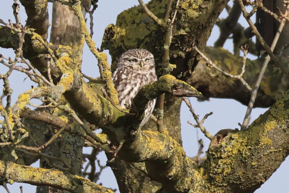Little Owl at North Cave Wetlands 