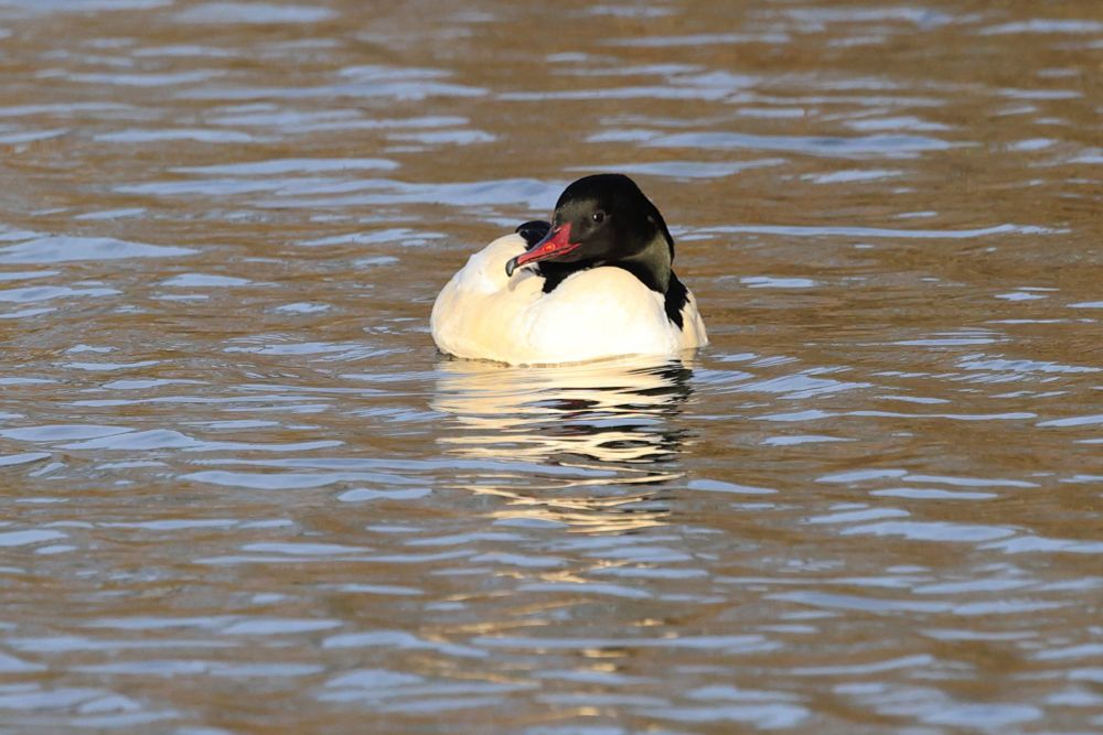 Male Goosander, East Park, Hull 