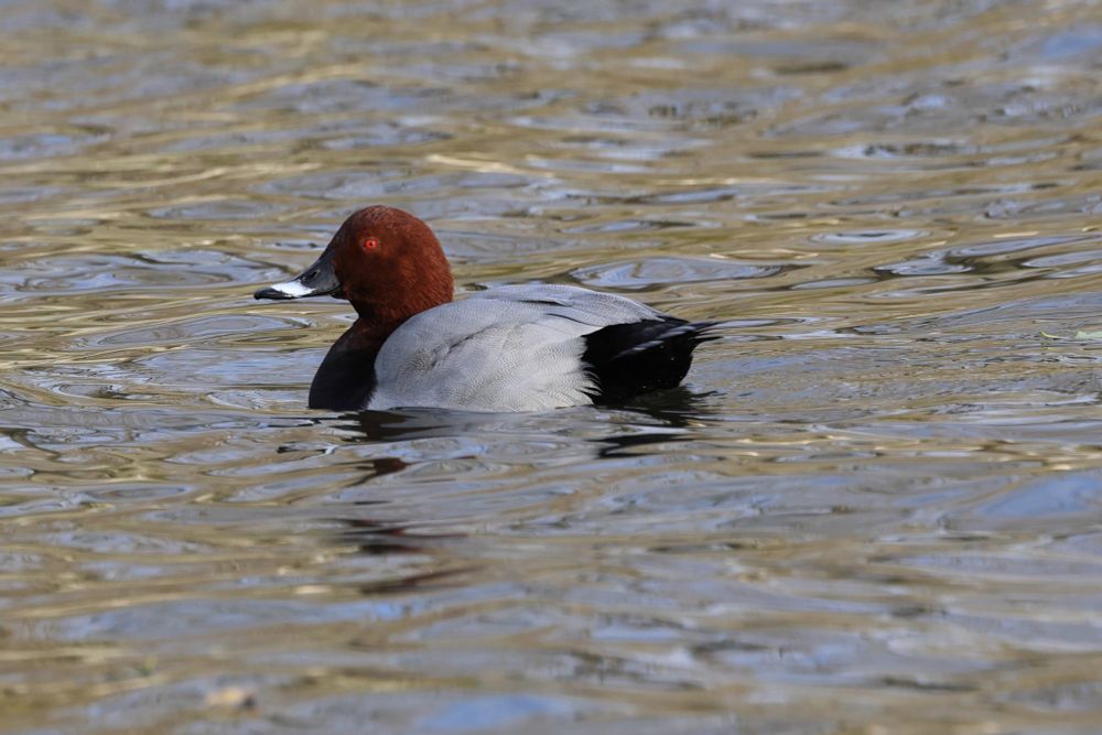 Drake Pochard, cropped image 
