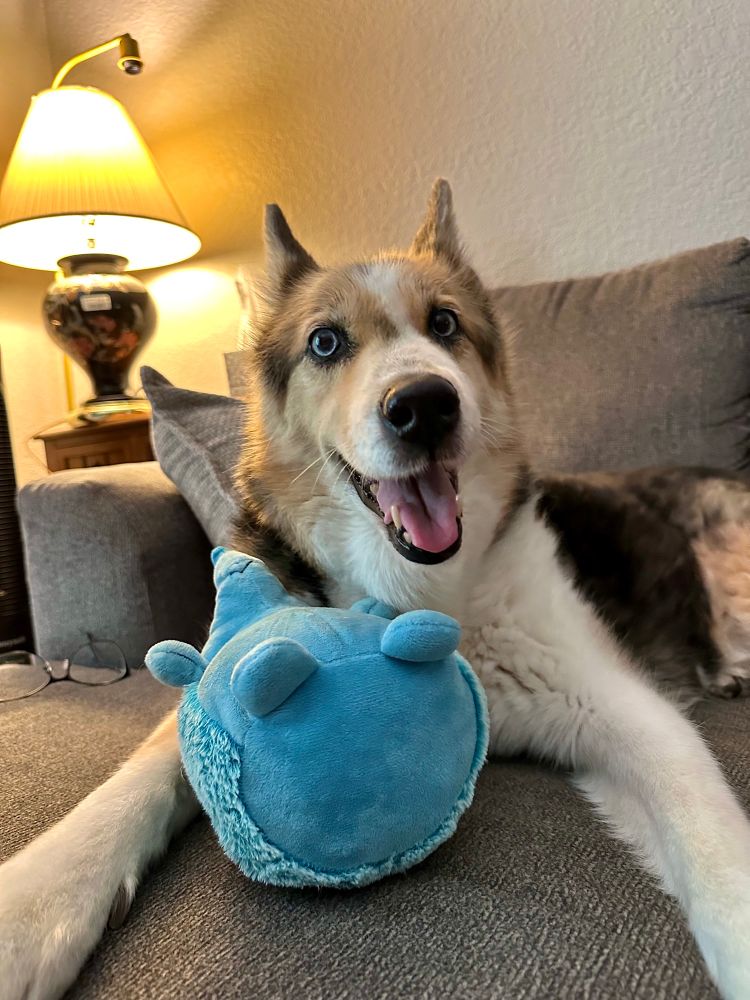 Smiling dog with a toy.
