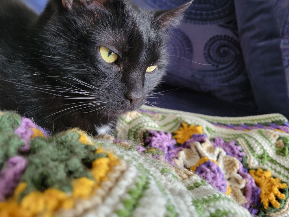a black cat sitting on the crocheted blanket, looking past the camera