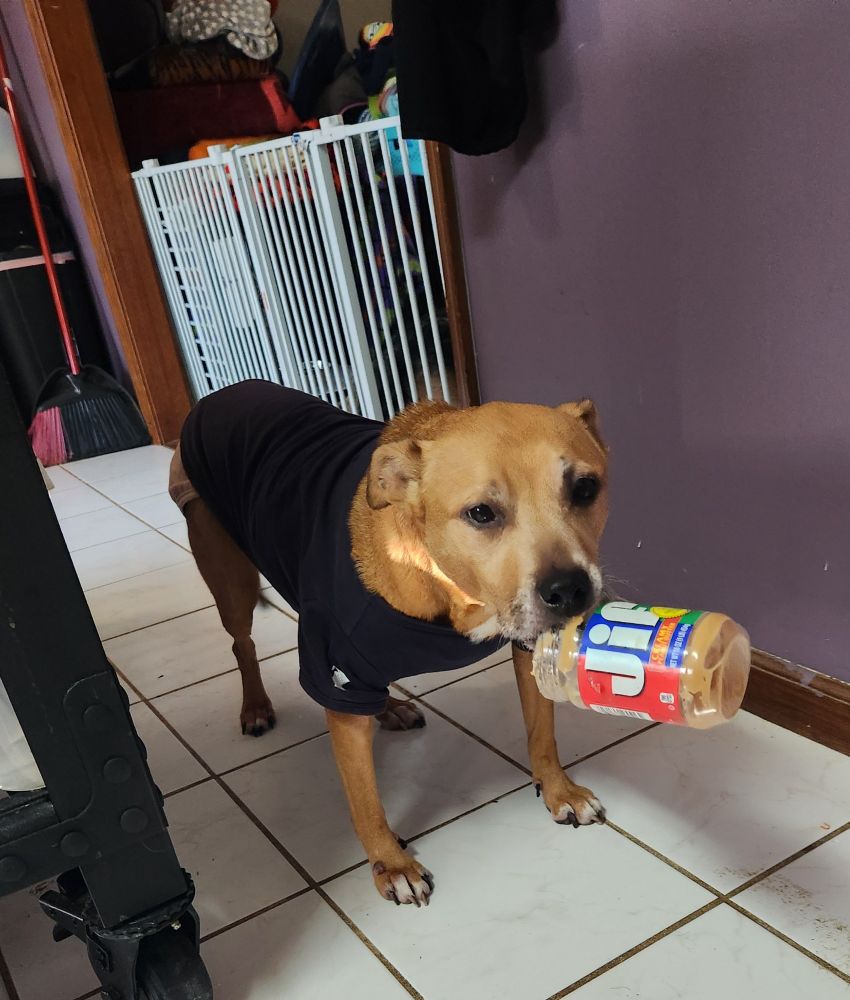 Rosie, a red pitbull, wearing a blue shirt and a diaper, holding a jar of JIF peanut butter with her teeth. 