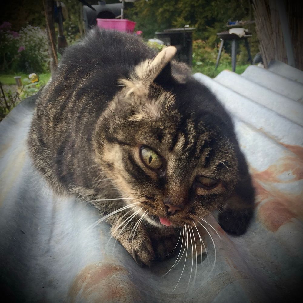 Eine getigerte Katze mit dunklem Fell liegt auf einem welligen Blechdach. Ihr linkes Ohr ist geknickt und sie hat ein schiefes Gesicht mit hervorstehenden Augen, weil sie sich gerade schüttelt. Ihre Zunge schaut leicht aus dem Mund heraus. Die Katze blickt direkt in die Kamera und wirkt neugierig, aber auch etwas müde. Im Hintergrund sind unscharfe Elemente eines Gartens zu erkennen.