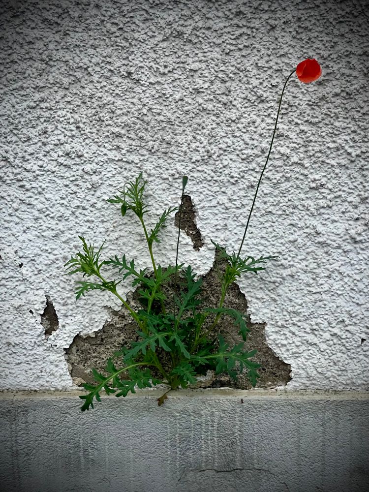 Eine einzelne Mohnblume wächst aus einer aufgebrochenen Stelle in einer rauen, weiß verputzten Mauer. Aus dem Loch sprießen grüne Blätter, und ein langer, dünner Stängel trägt eine zarte, orange-rote Blüte, die seitlich im Bild schwebt. Die Szene wirkt ruhig und zeigt, wie das Leben selbst an unwahrscheinlichen Orten einen Weg findet.