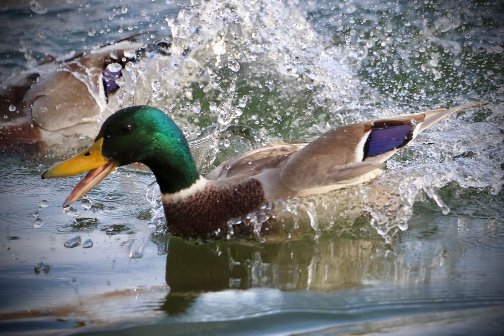 Vorne im Bild pflügt ein Stockenten-Erpel mit glänzend grünem Kopf und gelbem Schnabel durchs Wasser, den Schnabel weit geöffnet, als würde er laut rufen. Hinter ihm spritzt das Wasser in großen, funkelnden Tropfen nach oben, weil noch eine zweite, nur teilweise sichtbare Ente dicht hinter ihm durchs Wasser jagt.