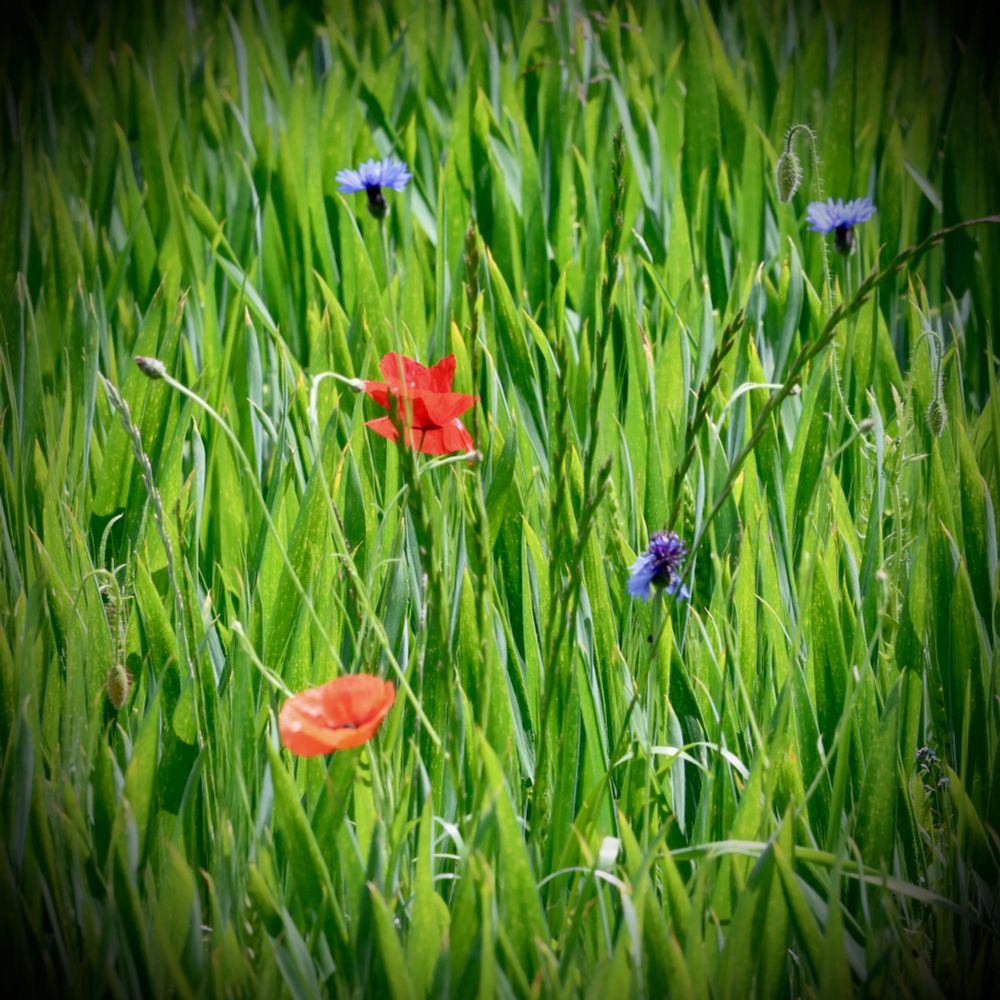 Auf dem Bild sieht man einen dichten, sattgrünen Wiesenbewuchs mit schmalen, aufrechten Gräsern. Zwischen dem Gras wachsen vereinzelt leuchtend rote Mohnblumen sowie einige blau-violette Kornblumen. Das Licht ist weich, und am Bildrand wird die Szene etwas dunkler, als würde ein leichter Schatten um das Bild liegen.