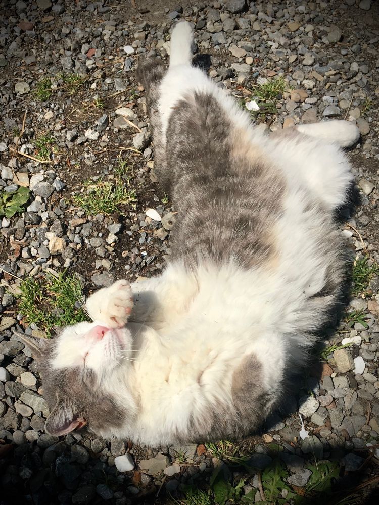 Eine große, flauschige Katze mit überwiegend weißem Fell und grauen Flecken liegt entspannt auf dem Rücken auf grobem Kies. Sie hält die Vorderpfote an die Schnauze, als würde sie sich putzen oder gähnen. Die Augen sind geschlossen und das Gesicht wirkt zufrieden und entspannt. Sonnenlicht fällt auf das Fell und lässt es warm und weich aussehen. Um die Katze herum wachsen zwischen den Steinen ein paar Grashalme.