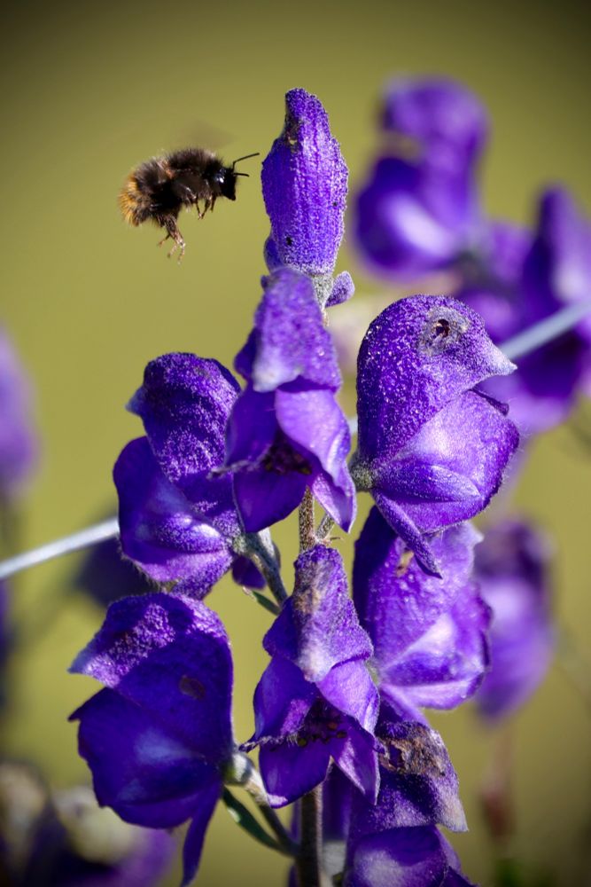Das Bild zeigt eine Nahaufnahme von einem flauschigen, dunklen Hummel, die knapp über einer prächtigen lila Blüte schwebt. Die Blüte besteht aus mehreren dicht angeordneten, samtigen Blütenblättern und ragt wie eine kleine Säule nach oben. Die Hummel ist in den oberen linken Bildbereich geflogen, heftig im Flug, mit deutlich sichtbaren Flügeln und Beinen. Der Hintergrund ist verschwommen, in einem hellgrünen Farbton, sodass das kräftige Lila der Blüte und das braune Fell der Hummel besonders leuchten.
