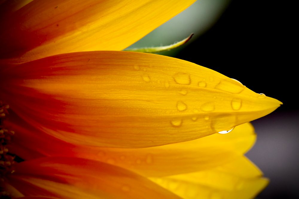 Nahaufnahme einer leuchtend gelben Blütenblattspitze einer Sonnenblume mit klar sichtbaren Regentropfen darauf. Der Hintergrund ist unscharf und dunkel, sodass die Struktur und die feinen Linien des Blütenblatts besonders hervorgehoben werden. Ein einzelner, größerer Tropfen hängt an der Blattspitze und wirkt, als würde er gleich herabfallen. Die Stimmung ist ruhig und natürlich.