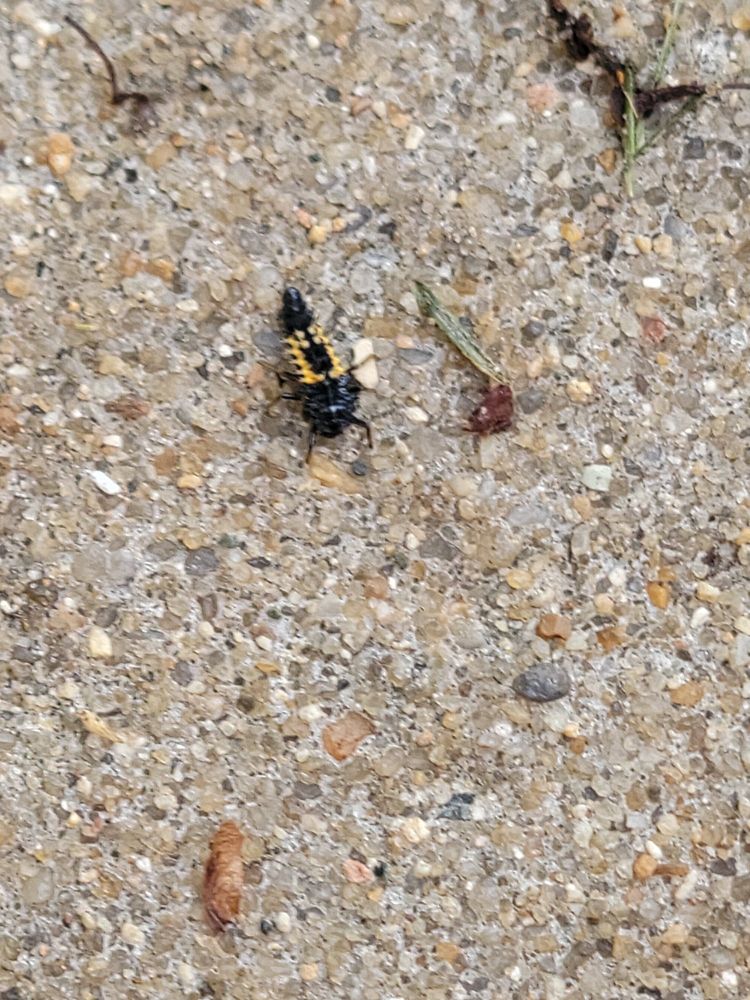 A black and yellow adybug larva standing on concrete. 