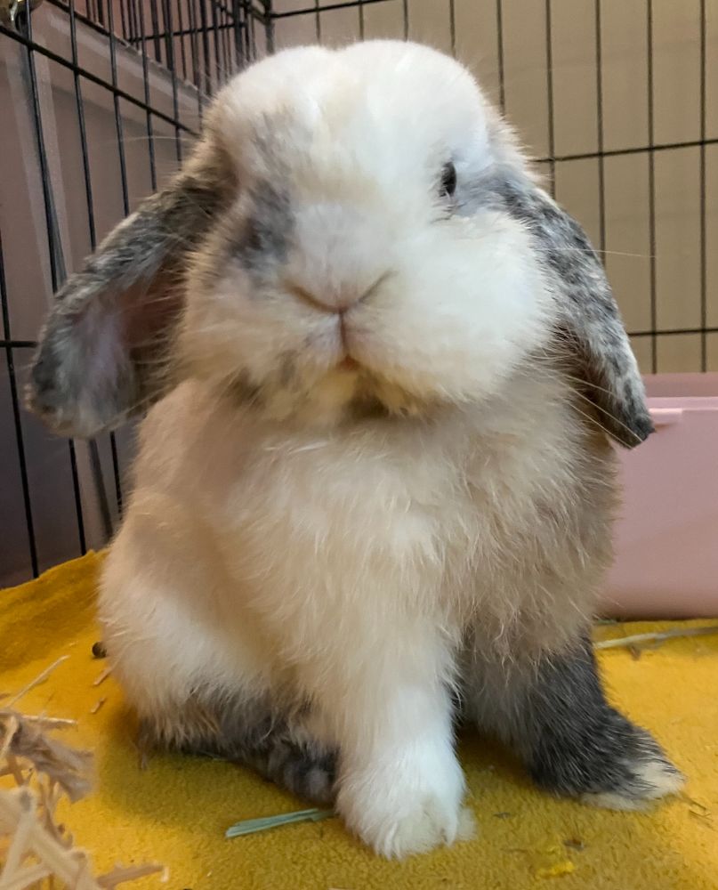 A bunny named Cream Soda at the bunny rescue I volunteer at. He's on a mustard yellow blanket waiting for me to clean his space.